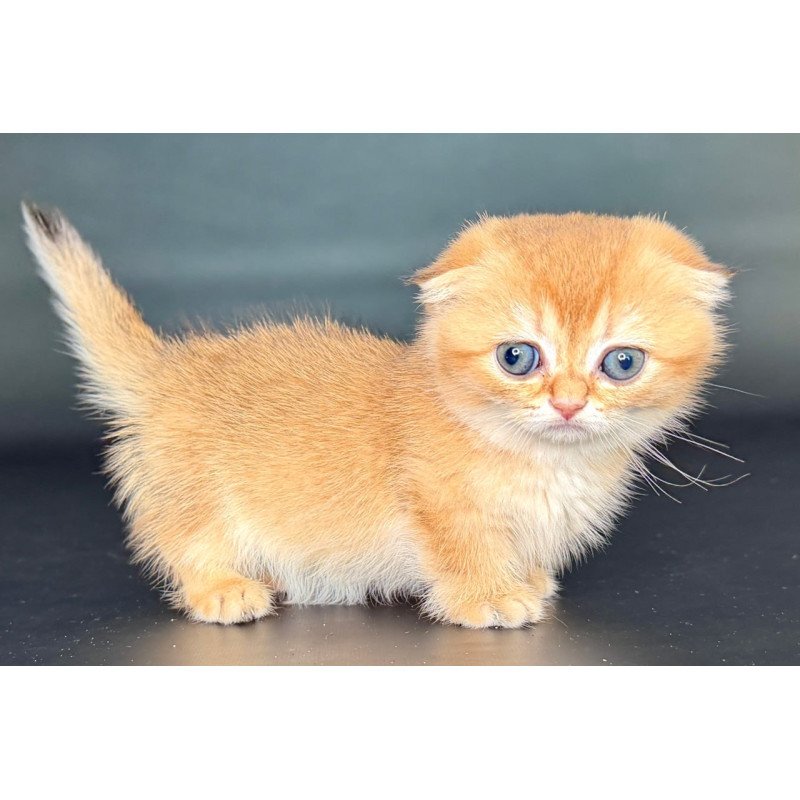 Munchkin Uxie