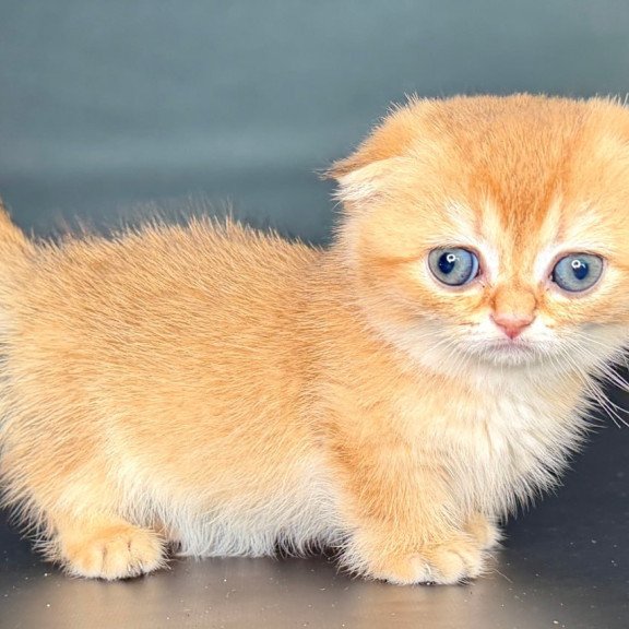 Munchkin Uxie