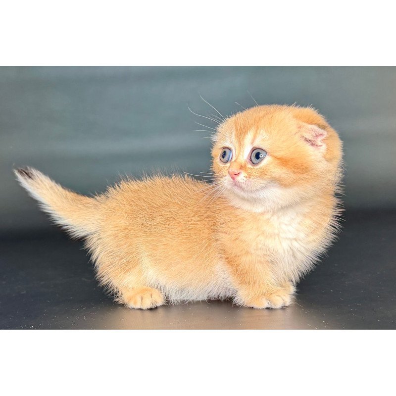 Munchkin Uxie