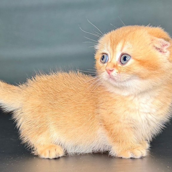 Munchkin Uxie