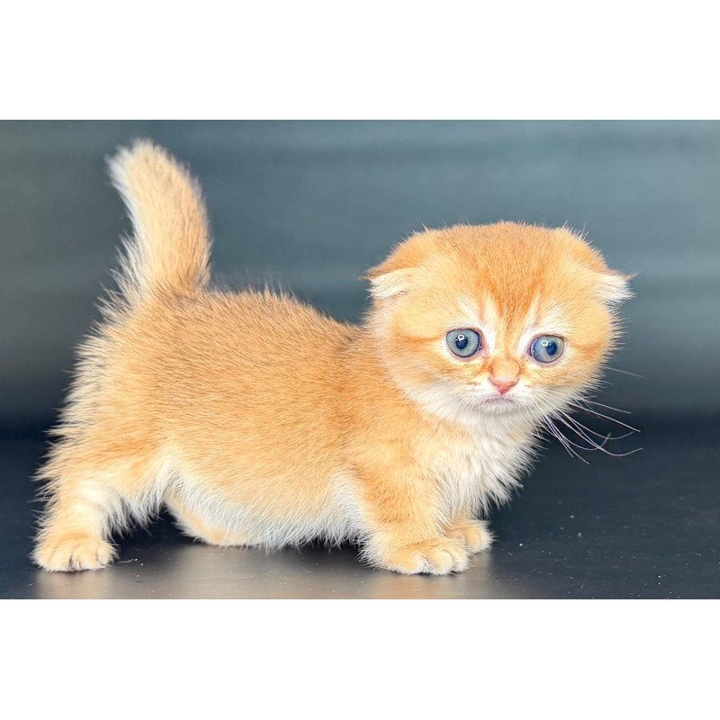 Munchkin Uxie