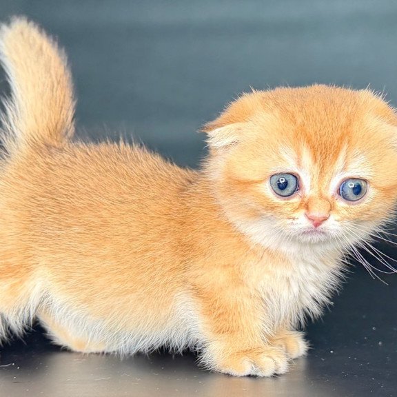 Munchkin Uxie