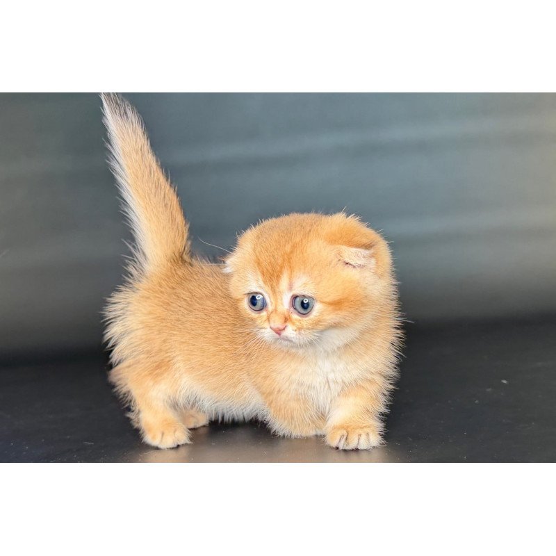 Munchkin Uxie