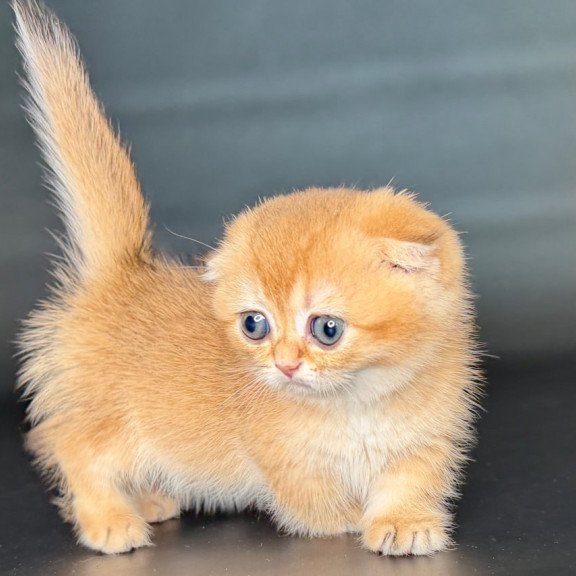 Munchkin Uxie