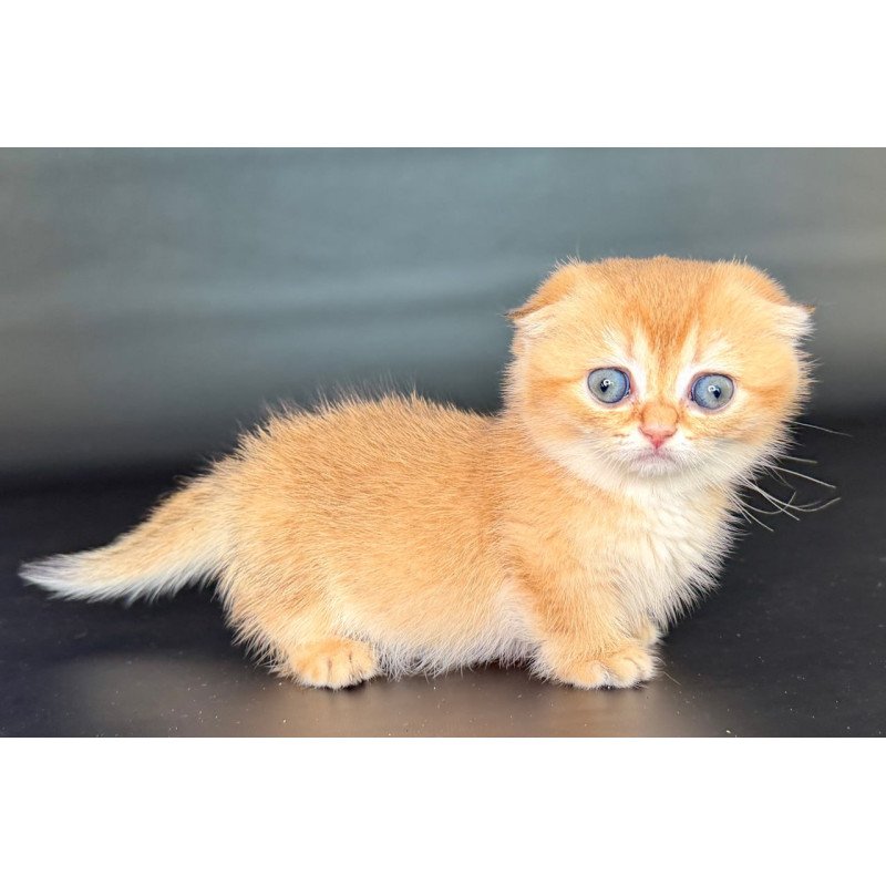 Munchkin Uxie