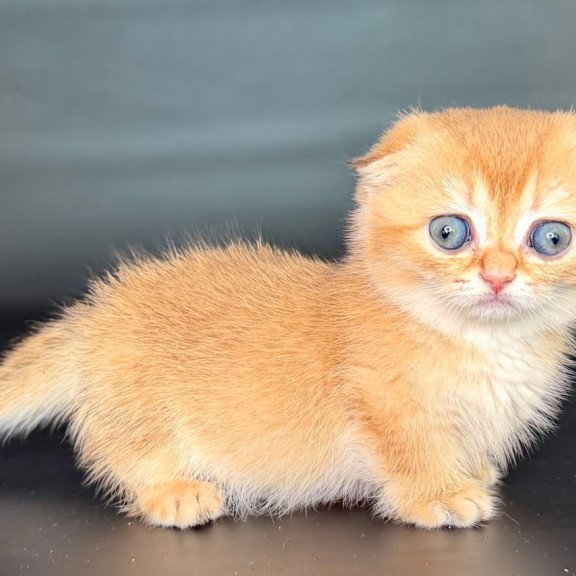Munchkin Uxie