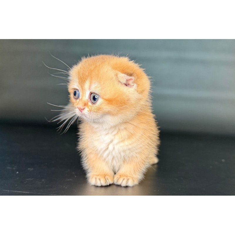Munchkin Uxie