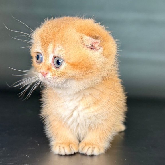 Munchkin Uxie