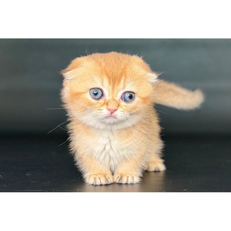 Munchkin Uxie