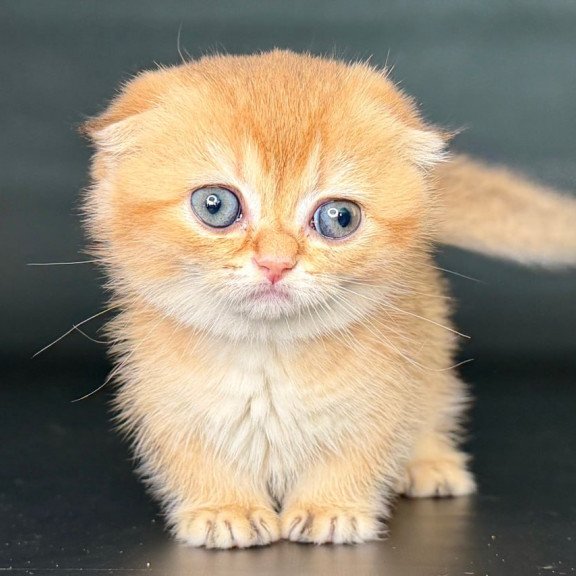 Munchkin Uxie