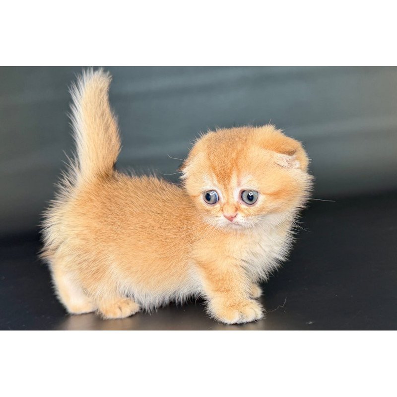Munchkin Uxie