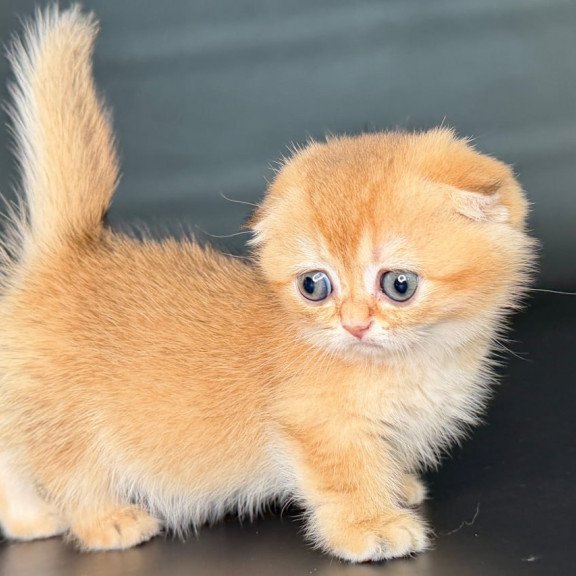 Munchkin Uxie