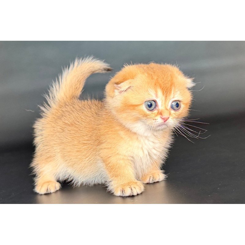 Munchkin Uxie