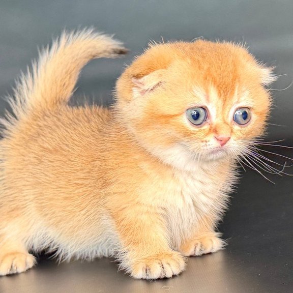 Munchkin Uxie