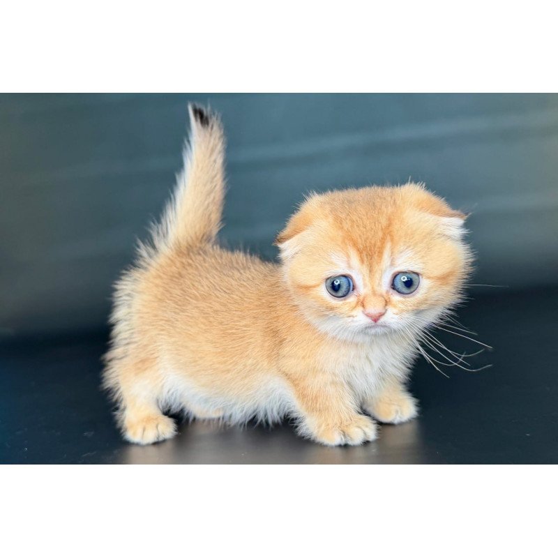 Munchkin Uxie
