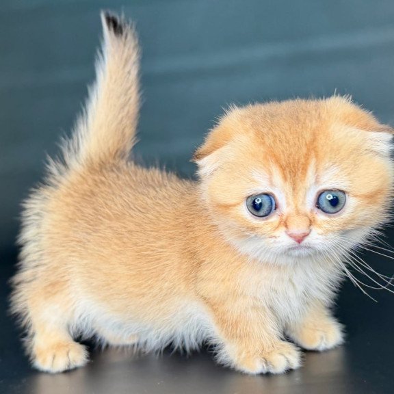 Munchkin Uxie