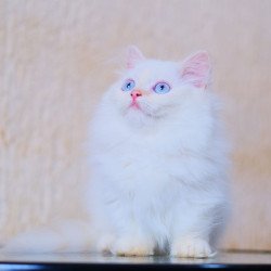 Munchkin WP Valentin Fluffy...