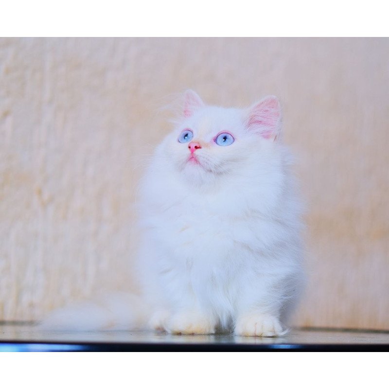Munchkin WP Valentin Fluffy Foot