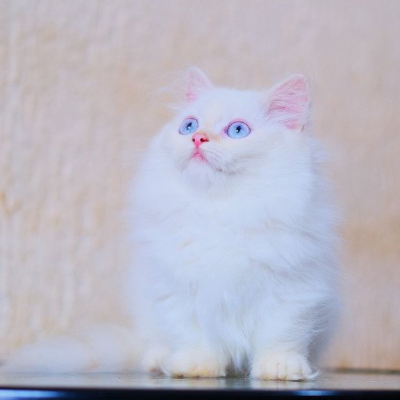 Munchkin WP Valentin Fluffy Foot