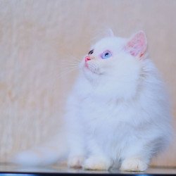 Munchkin WP Valentin Fluffy...