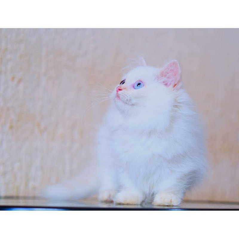 Munchkin WP Valentin Fluffy Foot
