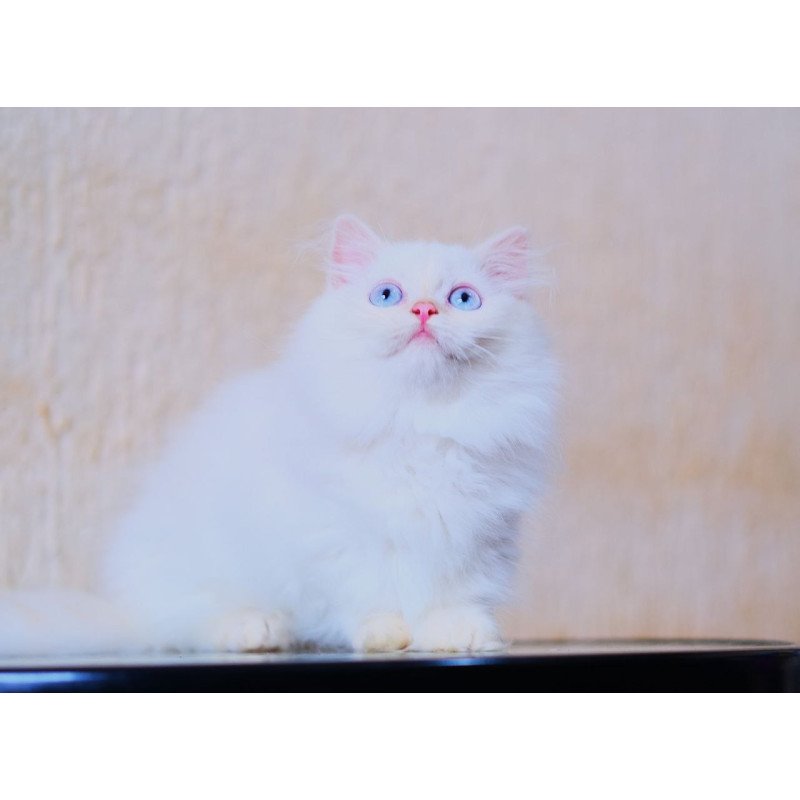 Munchkin WP Valentin Fluffy Foot
