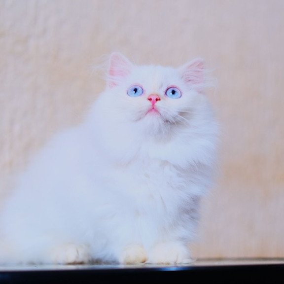 Munchkin WP Valentin Fluffy Foot