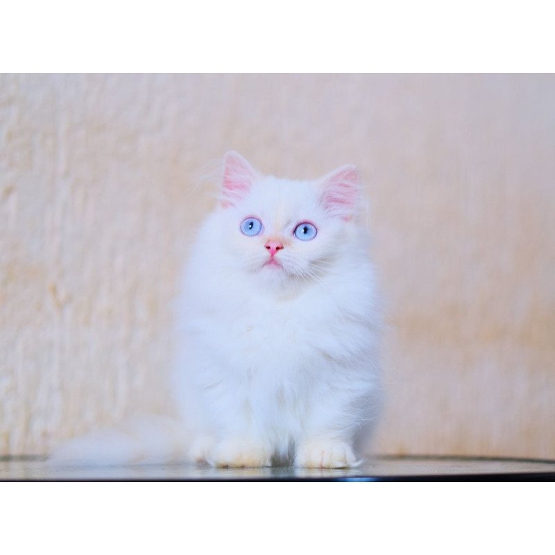 Munchkin WP Valentin Fluffy Foot