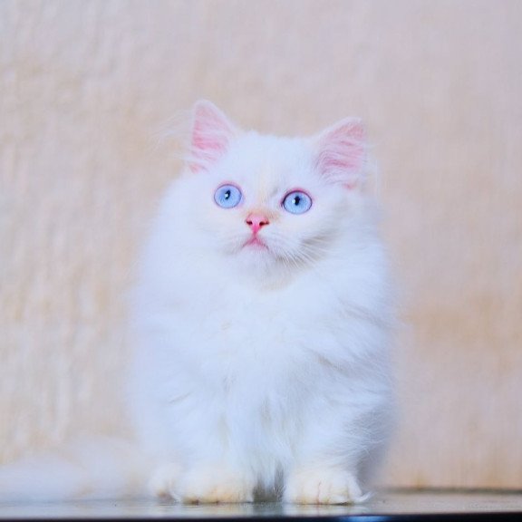 Munchkin WP Valentin Fluffy Foot