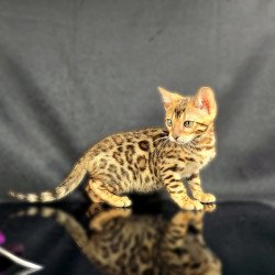 Bengal POLIN Isadora