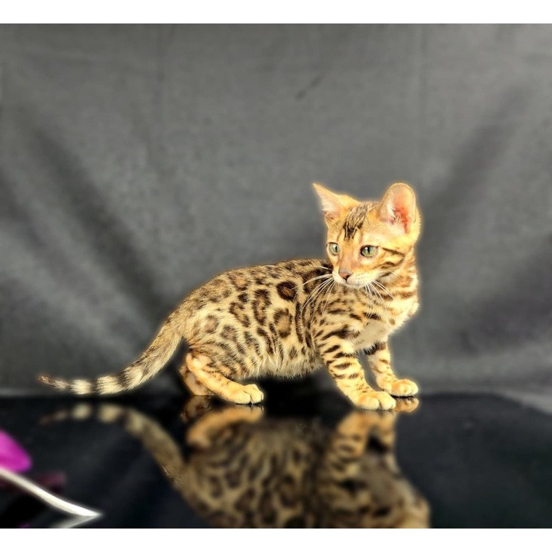 Bengal POLIN Isadora