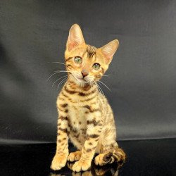 Bengal POLIN Isadora