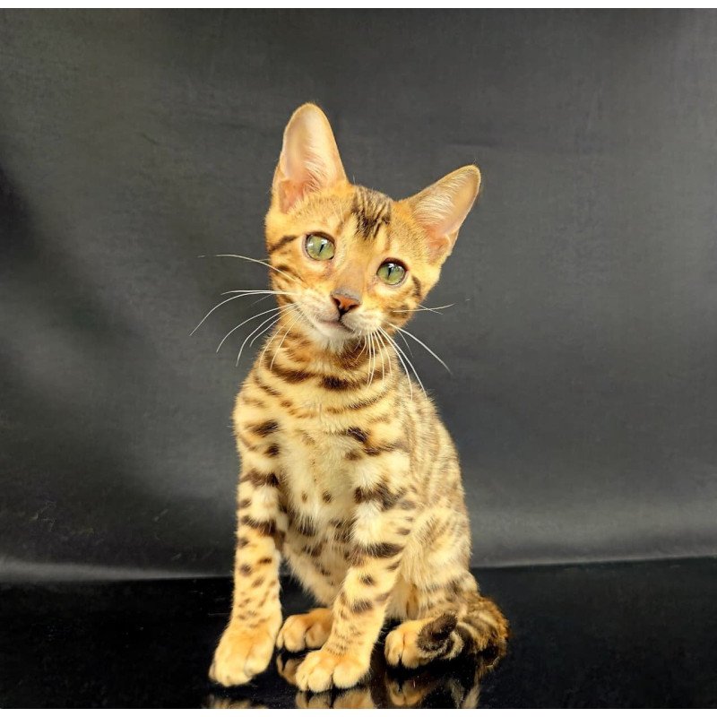 Bengal POLIN Isadora