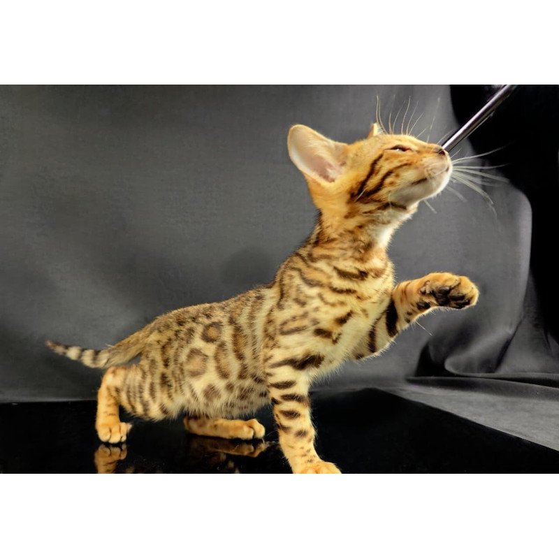 Bengal POLIN Isadora