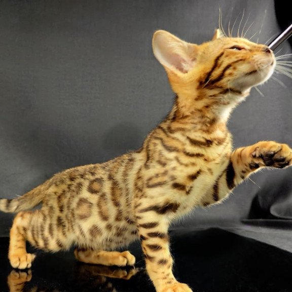 Bengal POLIN Isadora