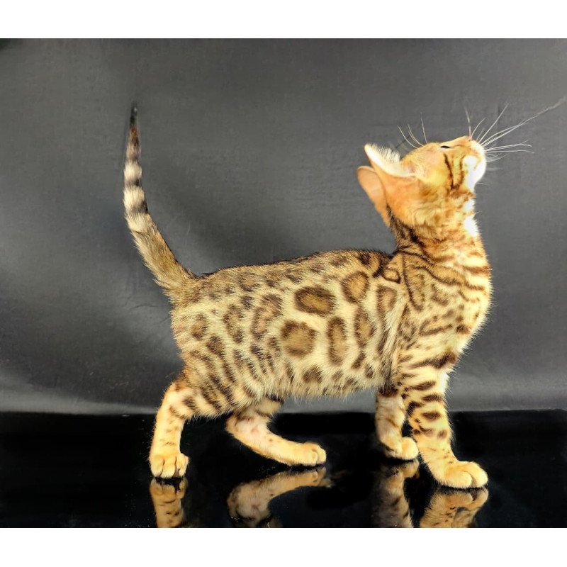 Bengal POLIN Isadora