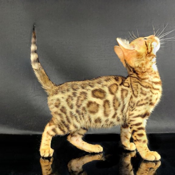 Bengal POLIN Isadora
