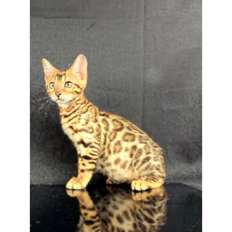 Bengal POLIN Isadora