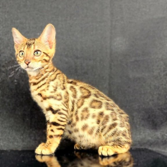 Bengal POLIN Isadora