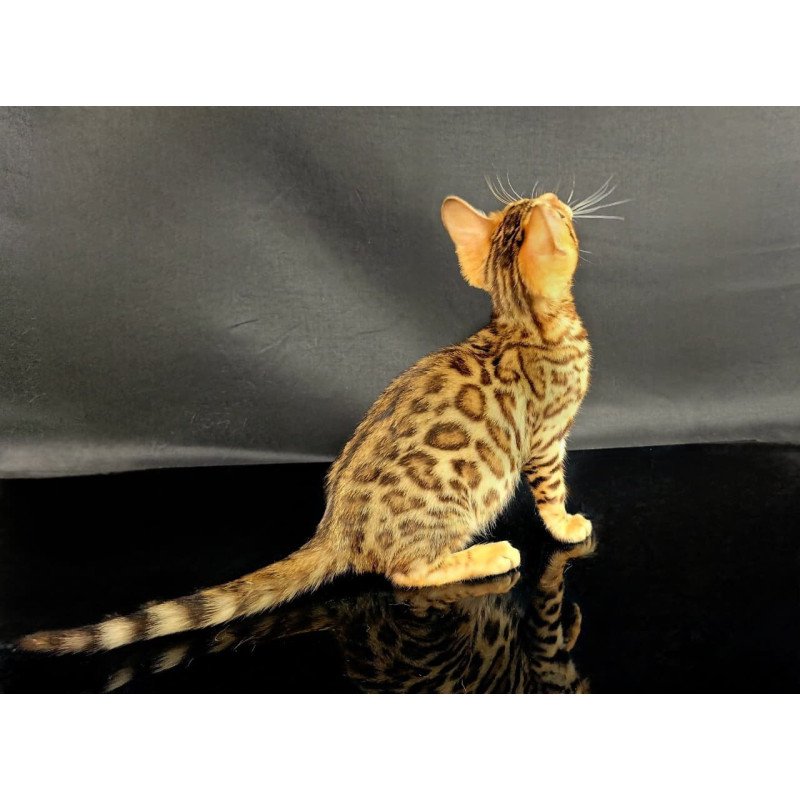 Bengal POLIN Isadora