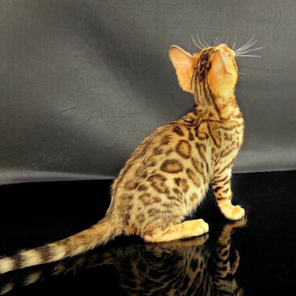 Bengal POLIN Isadora