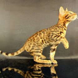Bengal POLIN Theodore