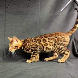 Bengal POLIN Theodore