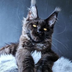 Maine Coon POLIN Kristal Lux