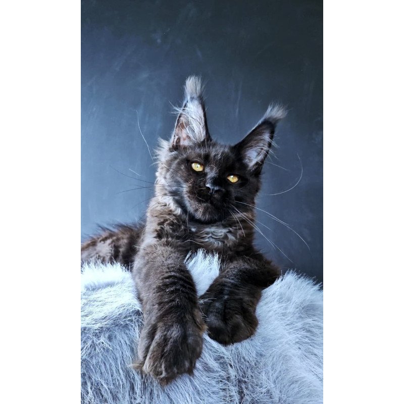 Maine Coon POLIN Kristal Lux