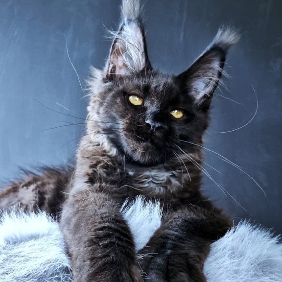 Maine Coon POLIN Kristal Lux
