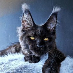 Maine Coon POLIN Kristal Lux