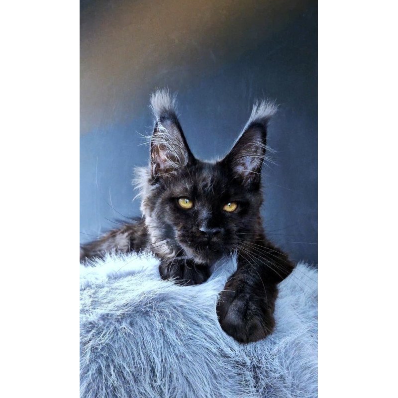 Maine Coon POLIN Kristal Lux