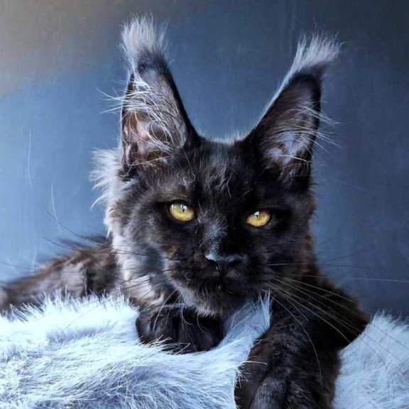 Maine Coon POLIN Kristal Lux