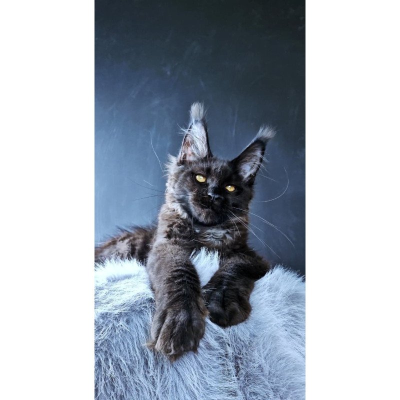 Maine Coon POLIN Kristal Lux